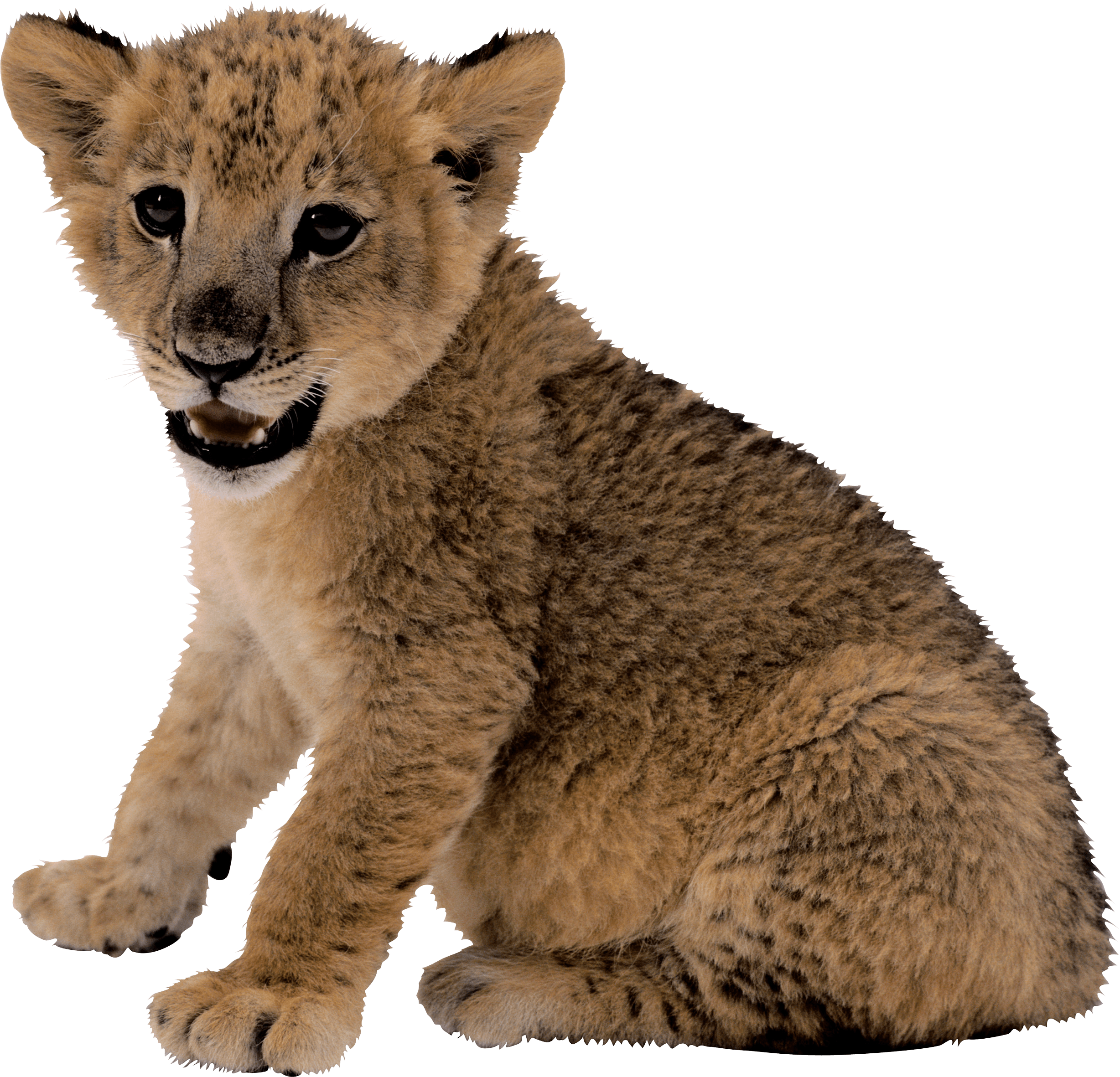 Small Lion Transparent PNG Image