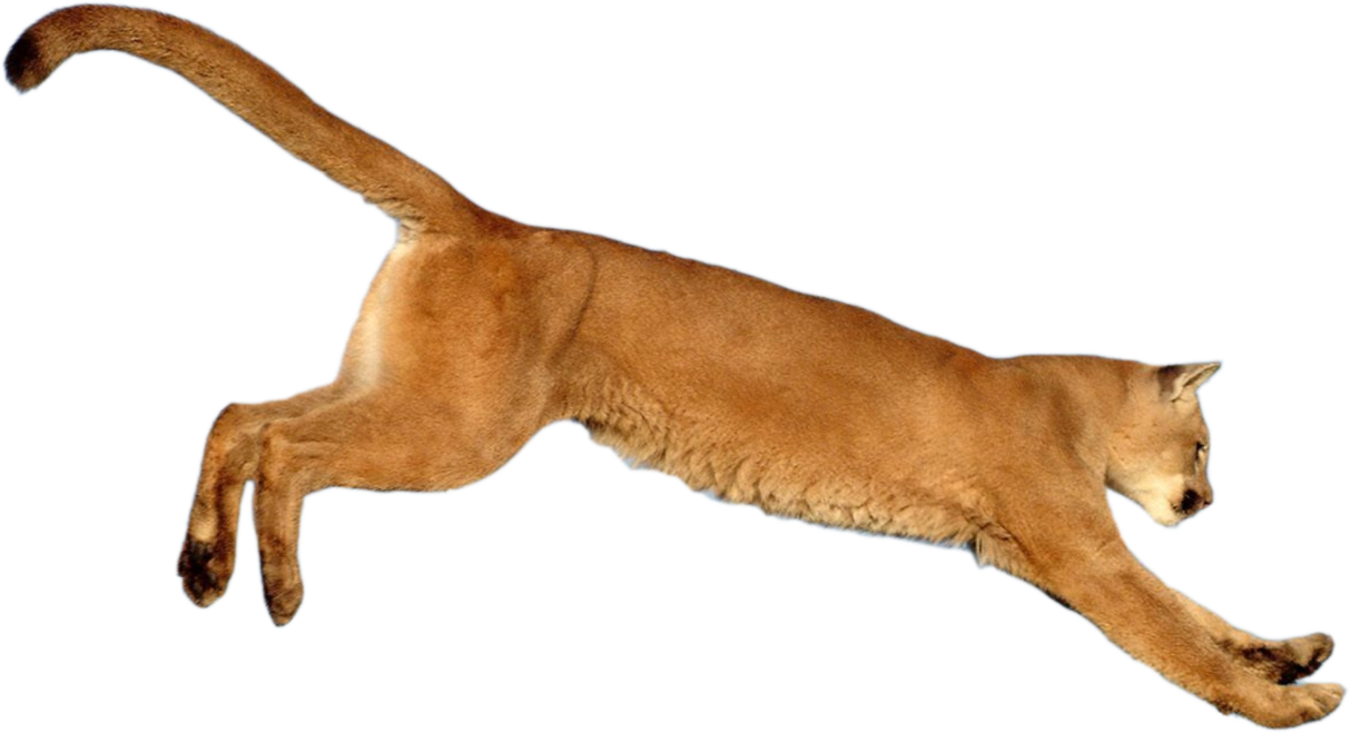 Tiger Cougar Lion Puma Animal Transparent PNG Image