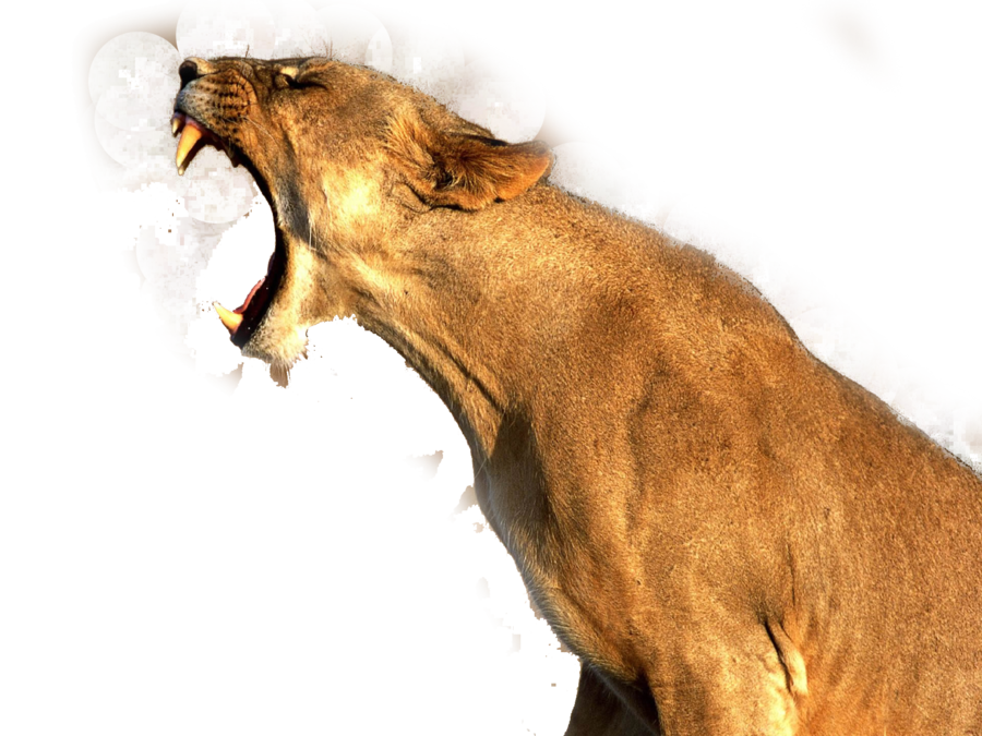 Cougar Lion Transparent PNG Image