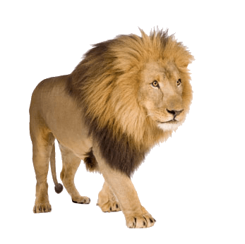 Lion Lions Transparent PNG Image