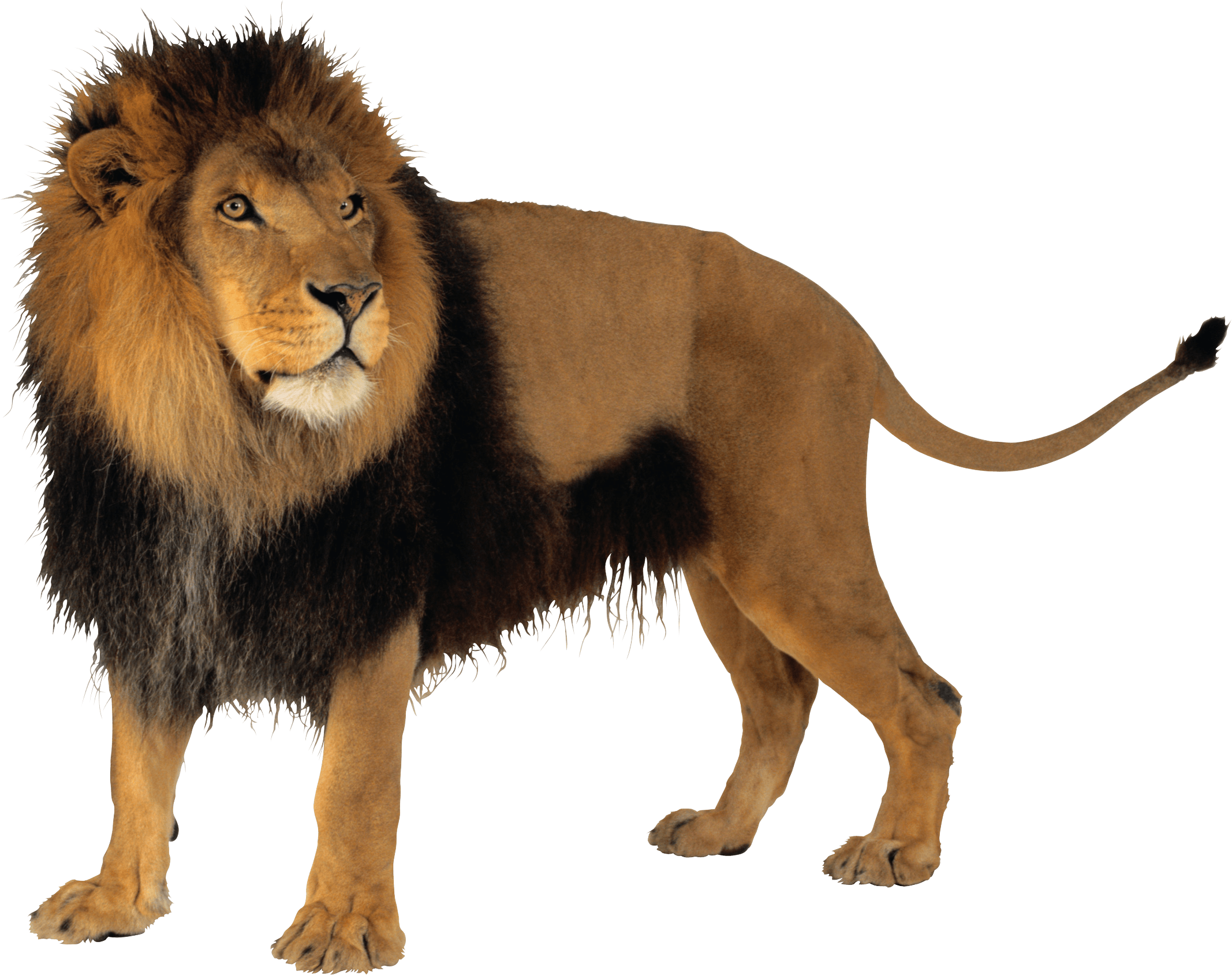 Lion Transparent PNG Image