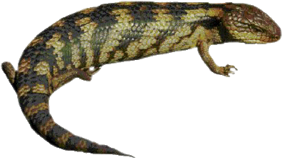 Lizard Transparent PNG Image