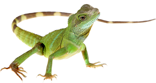 Lizard Transparent PNG Image