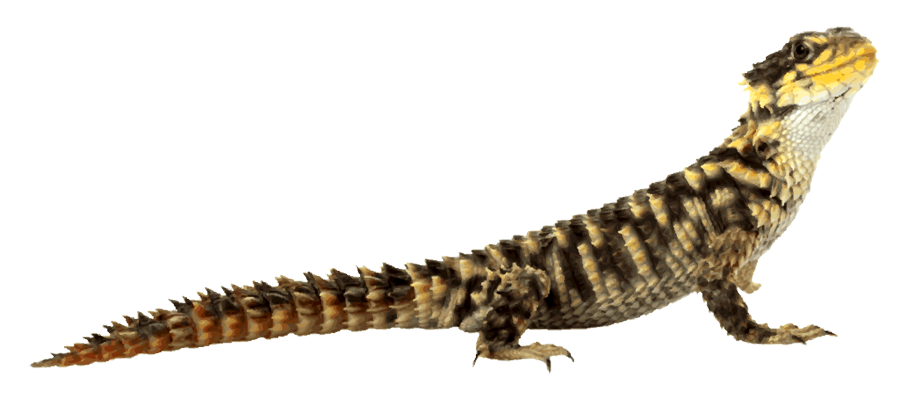 Lizard Transparent PNG Image
