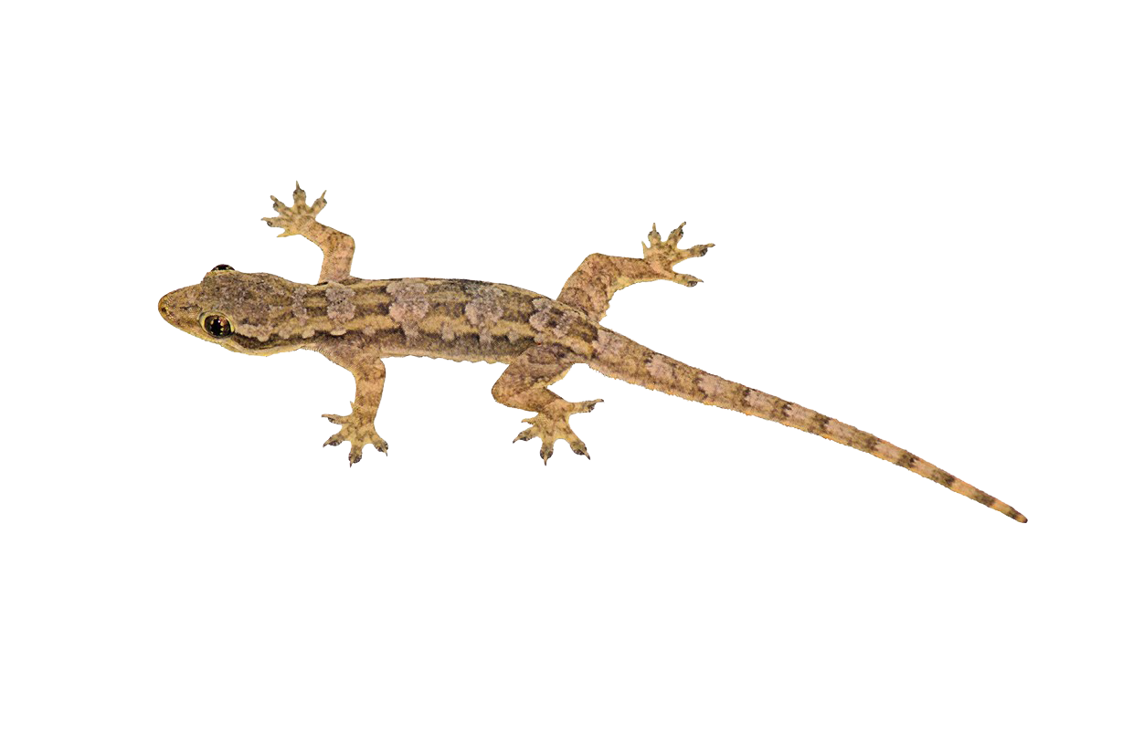 Lizard Transparent PNG Image