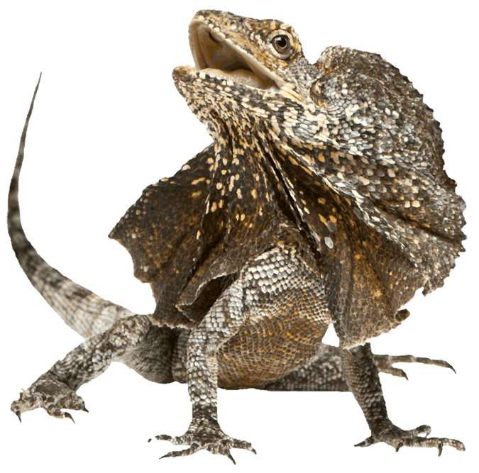 Lizard Background Transparent PNG Image