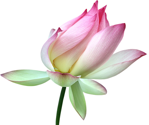 Lotus Transparent PNG Image