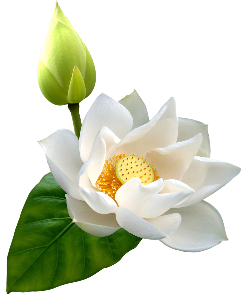 Lotus Transparent PNG Image