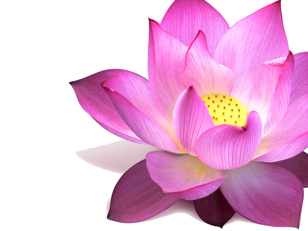 Lotus Transparent PNG Image