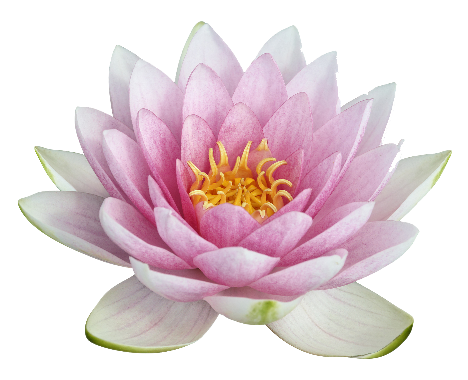 Lotus Transparent PNG Image
