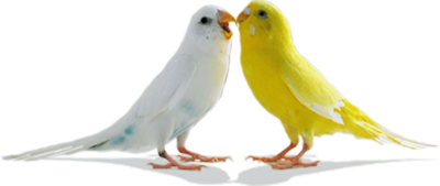 Love Birds Transparent PNG Image