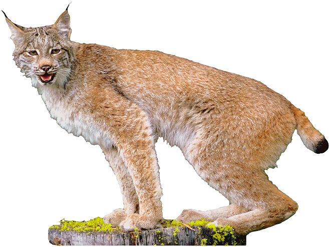 Lynx Transparent PNG Image
