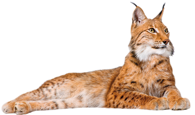 Lynx Transparent PNG Image