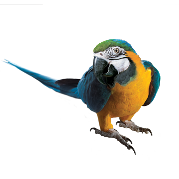 Macaw Transparent PNG Image