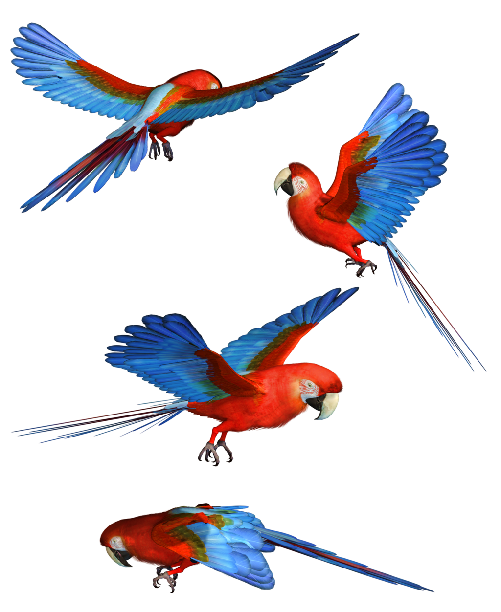 Macaw Transparent PNG Image