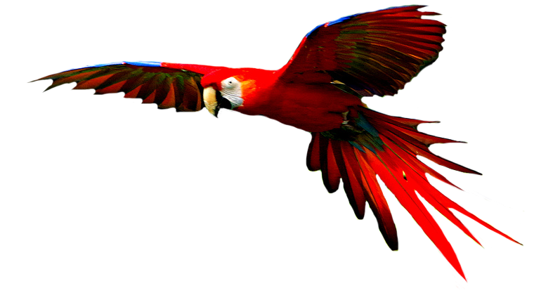 Macaw High-Quality Transparent PNG Image