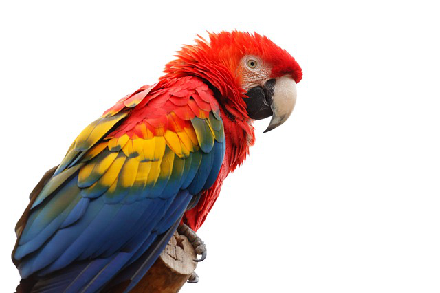 Macaw Transparent PNG Image