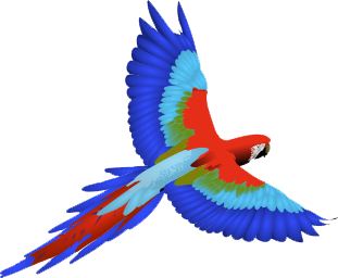 Macaw Transparent PNG Image