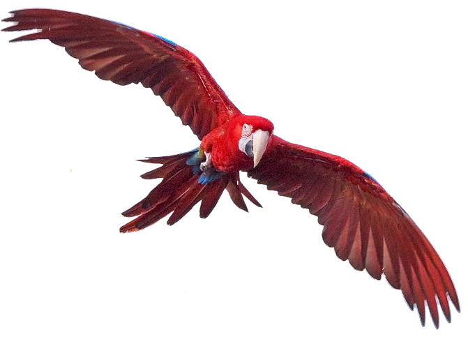 Macaw Transparent PNG Image