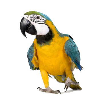 Macaw Transparent PNG Image