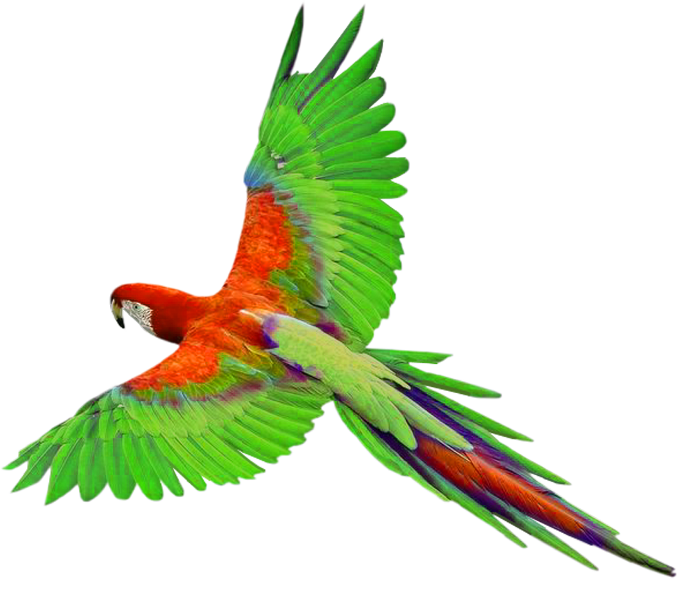 Macaw File Transparent PNG Image
