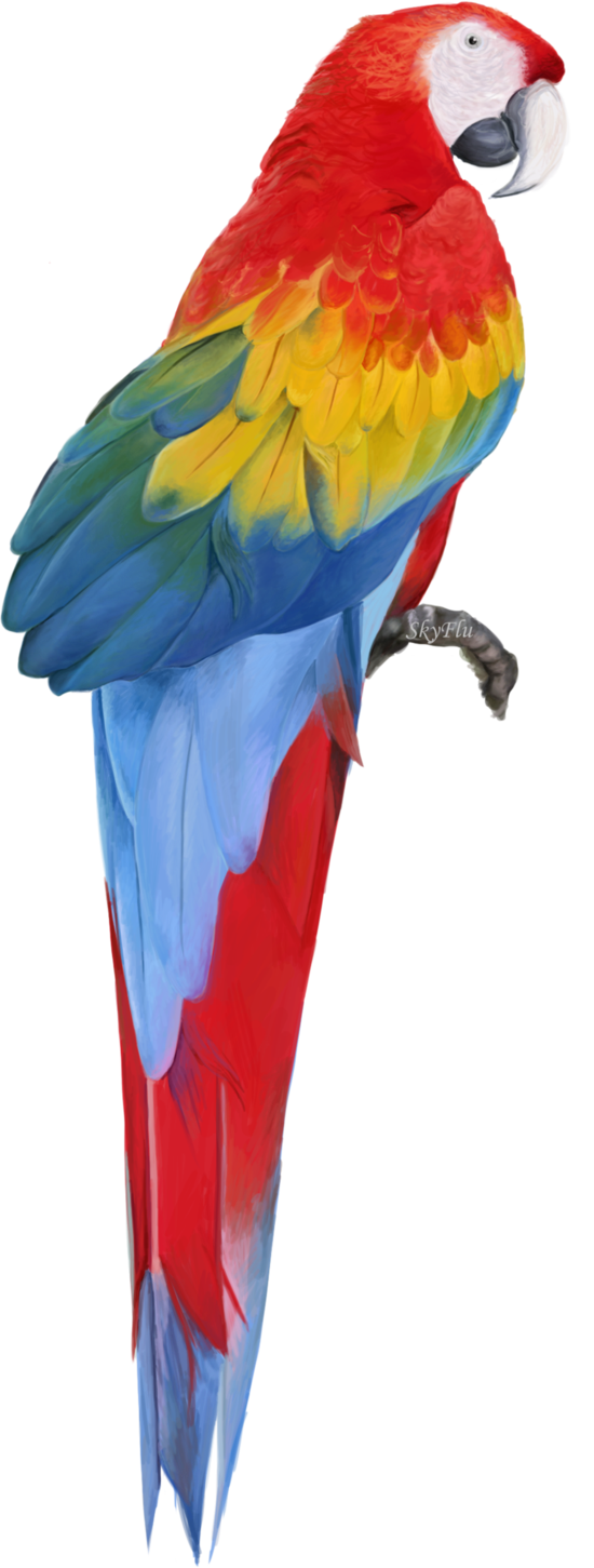 Macaw Transparent PNG Image