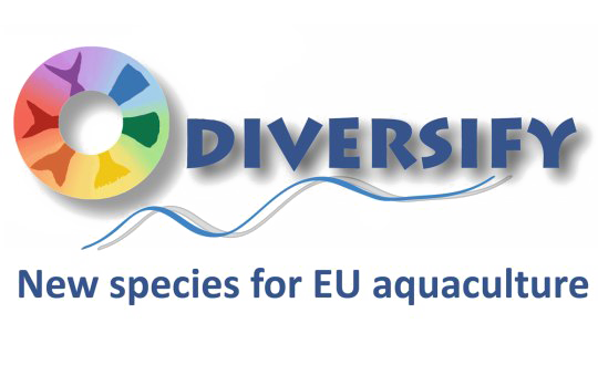 Diversify Transparent PNG Image