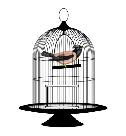 Cage Transparent PNG Image