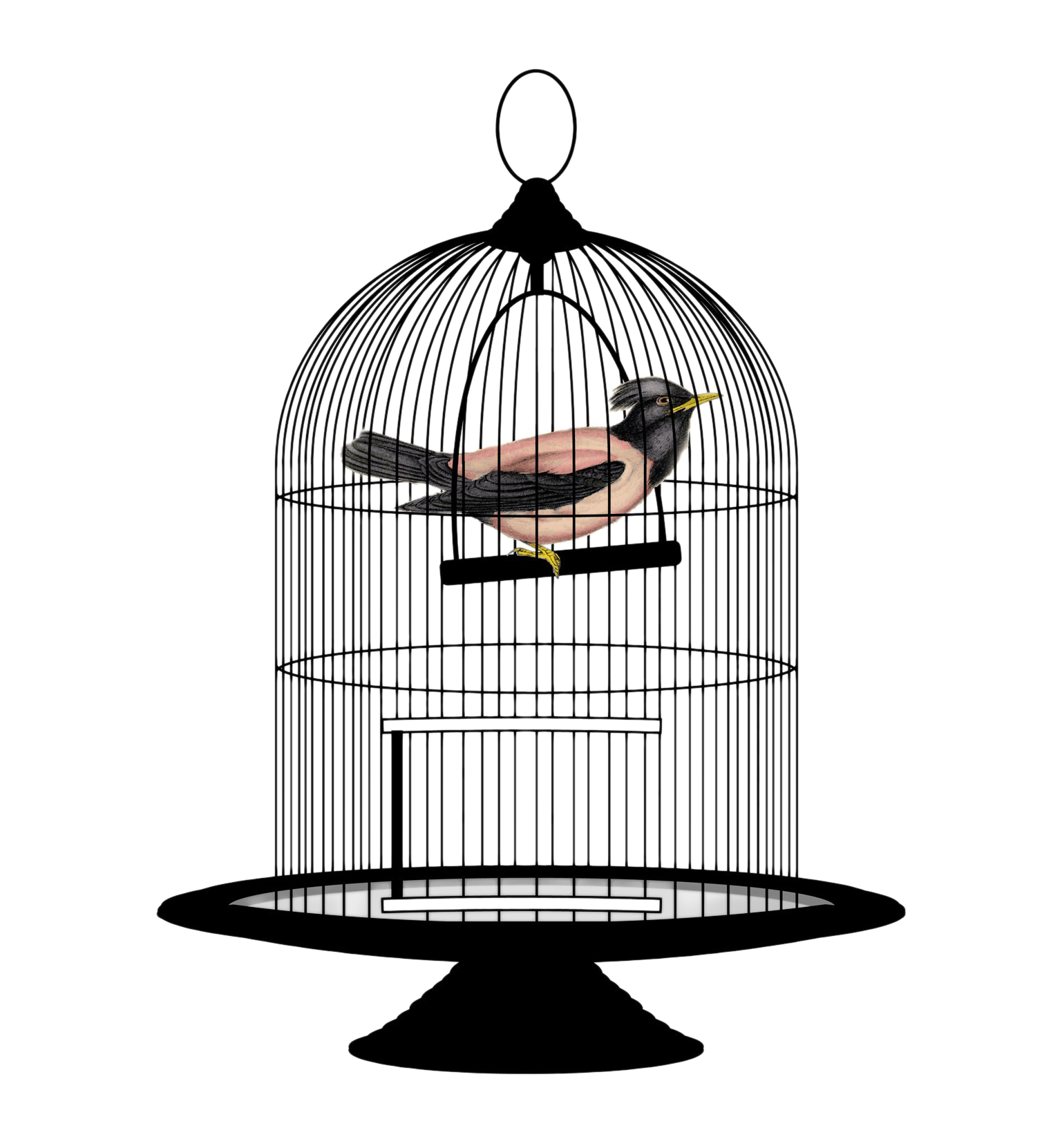 Caged Bird Transparent PNG Image