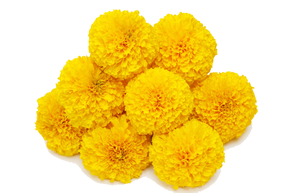Marigold Background Transparent PNG Image