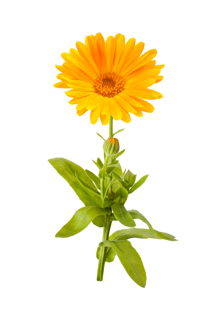 Marigold Transparent PNG Image