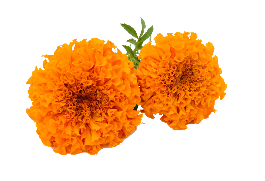 Marigold Transparent PNG Image
