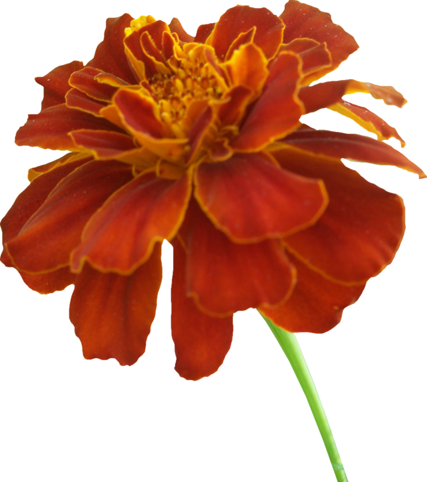 Marigold Transparent PNG Image