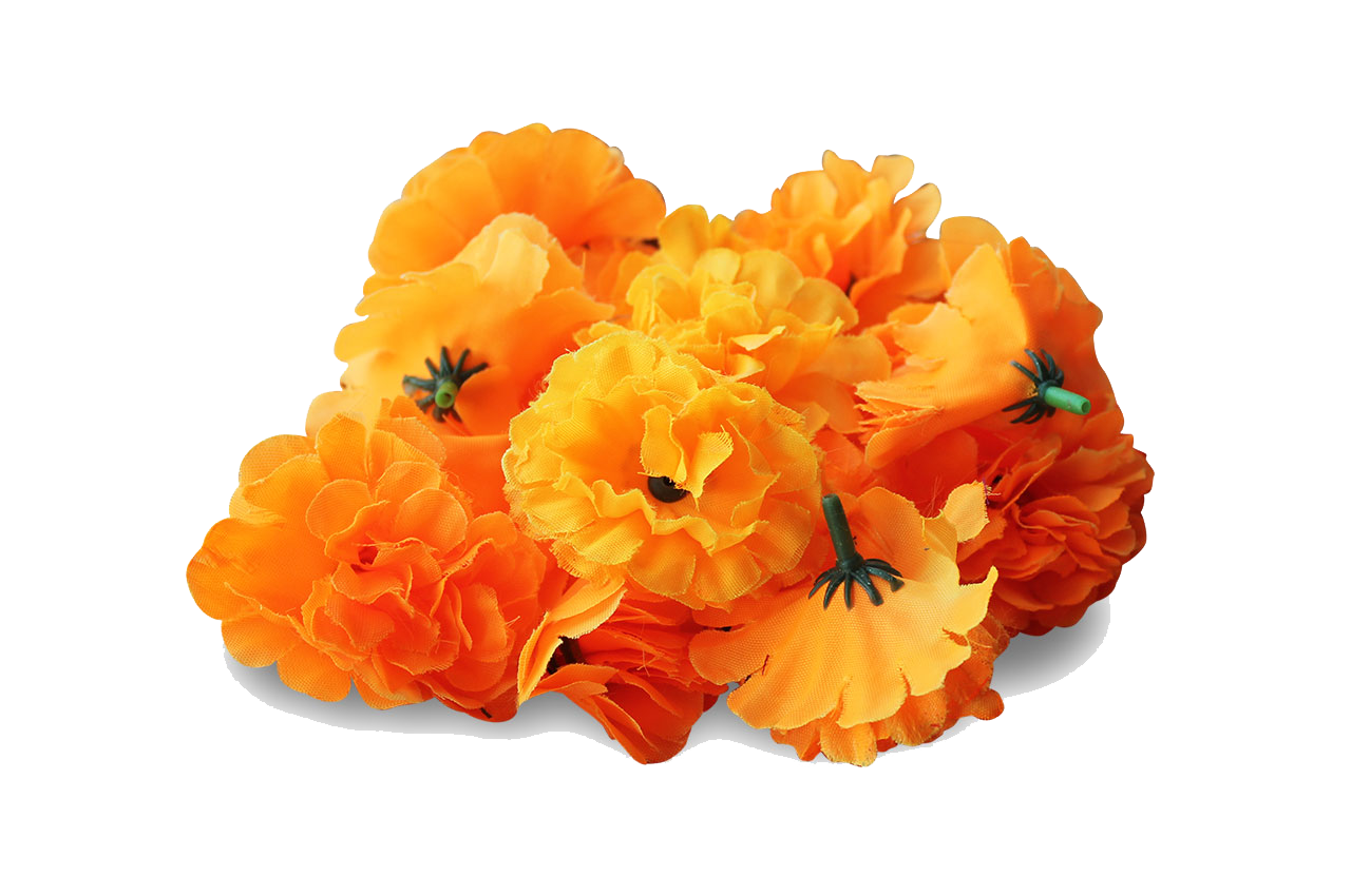 Marigold Transparent PNG Image