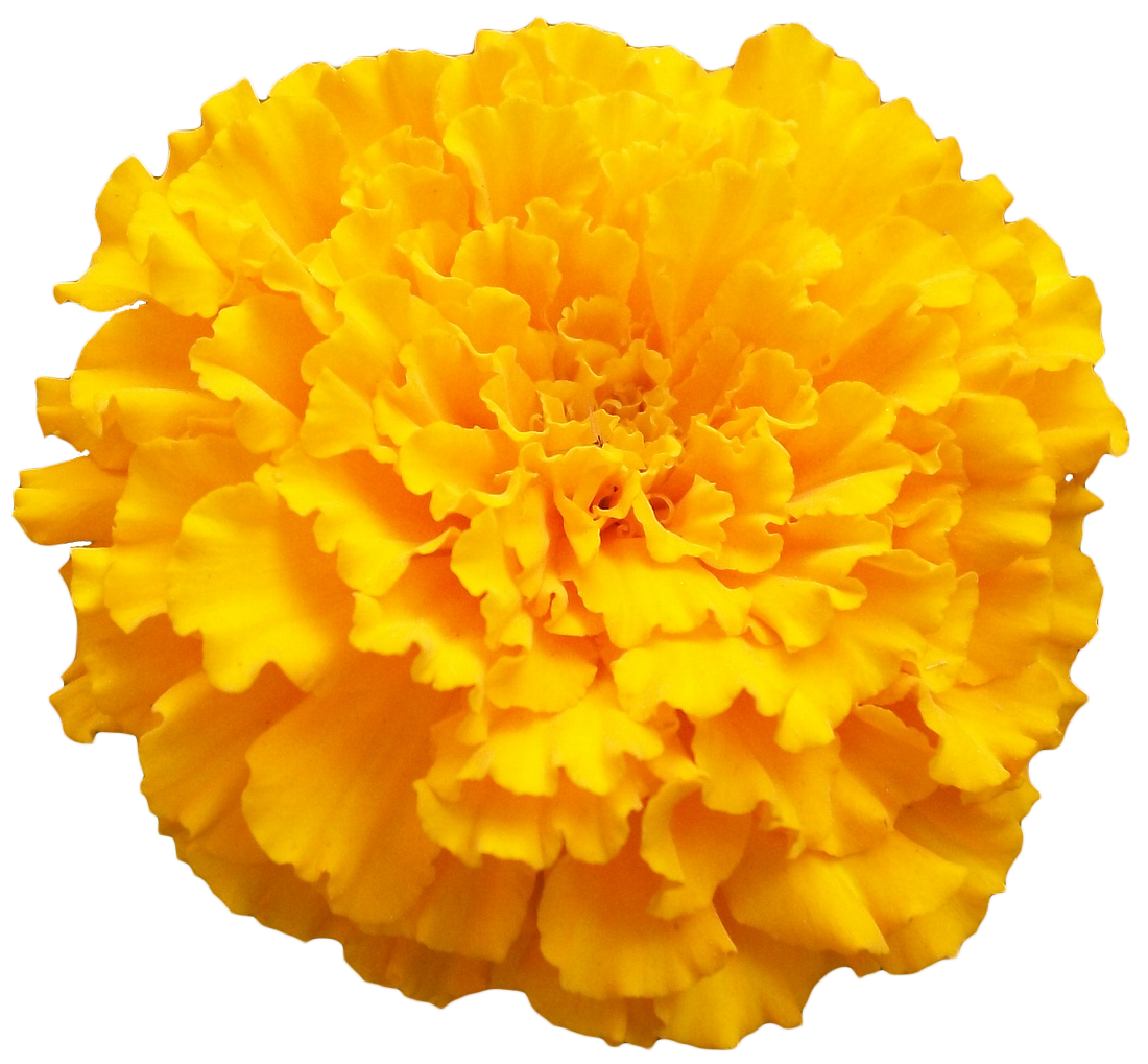 Marigold Transparent PNG Image