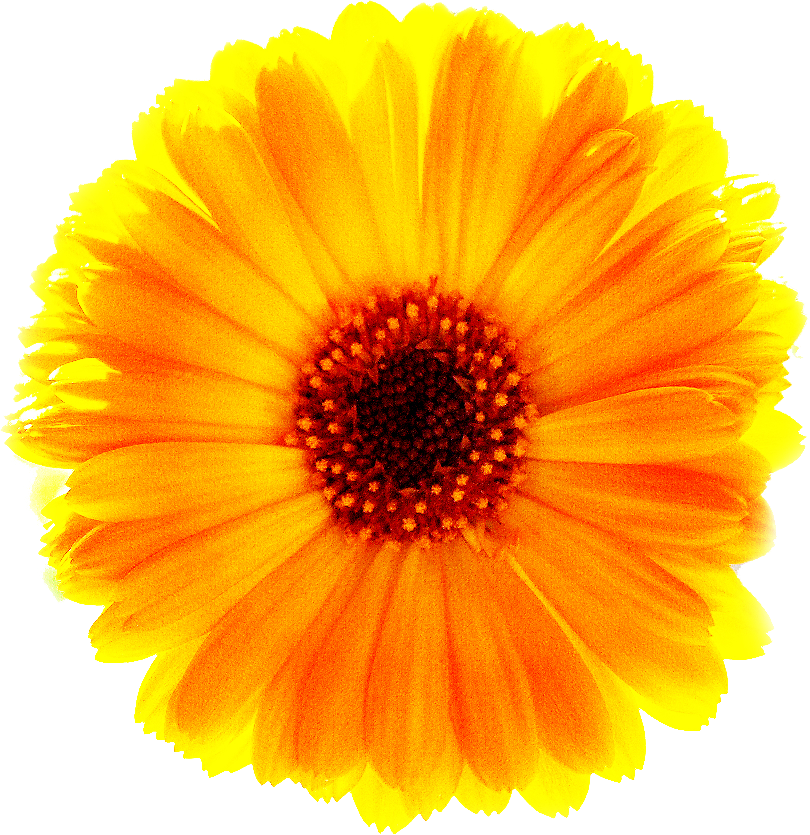 Marigold Transparent PNG Image