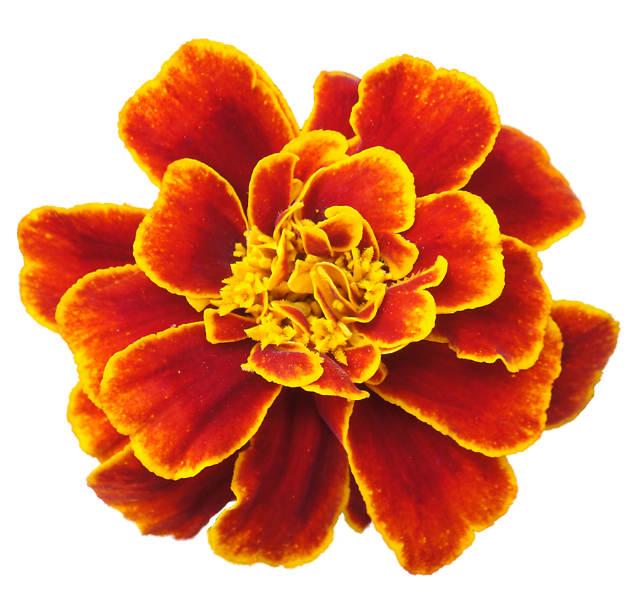 Marigold Transparent PNG Image