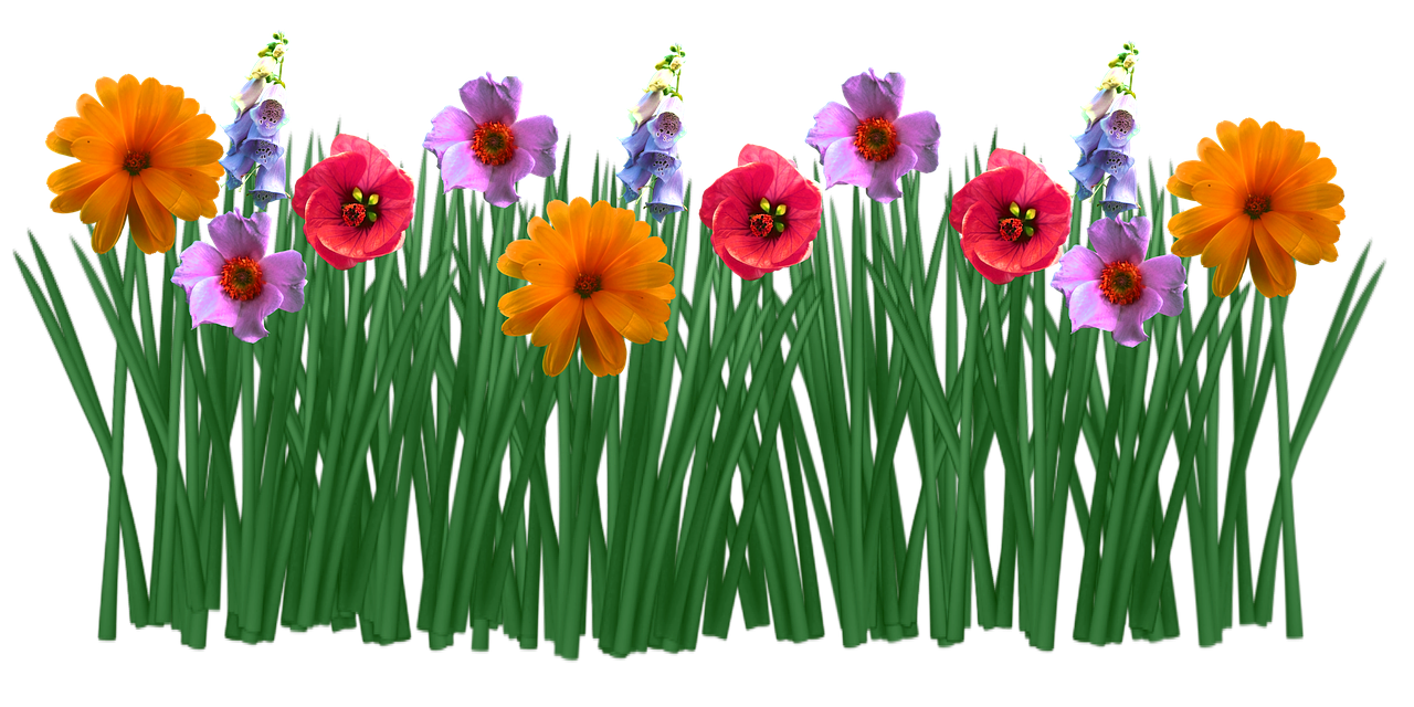 Field Meadow Transparent PNG Image