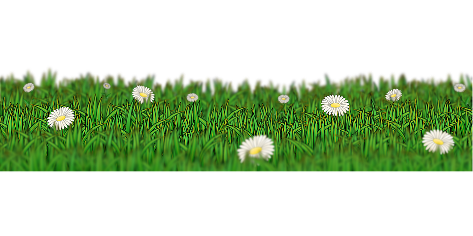 Field Meadow Transparent PNG Image