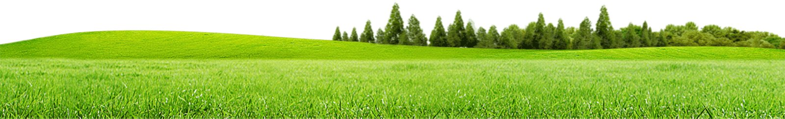 Field Meadow Transparent PNG Image