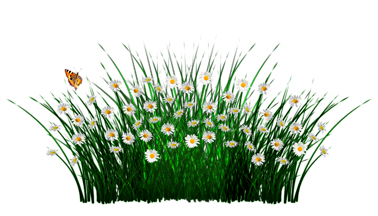 Field Meadow Transparent PNG Image