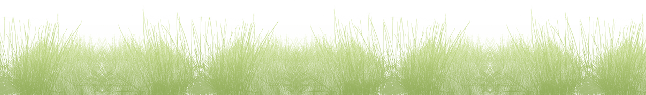 Field Meadow Transparent PNG Image