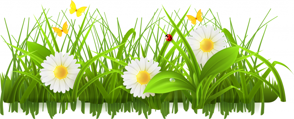 Meadow Transparent PNG Image