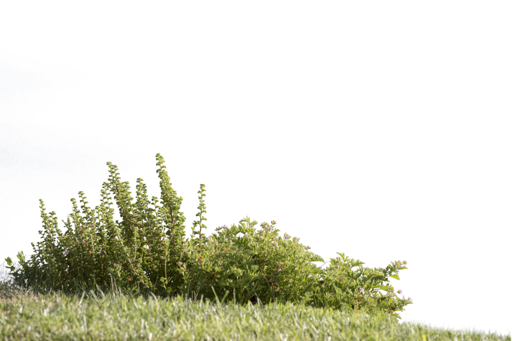 Meadow Transparent PNG Image
