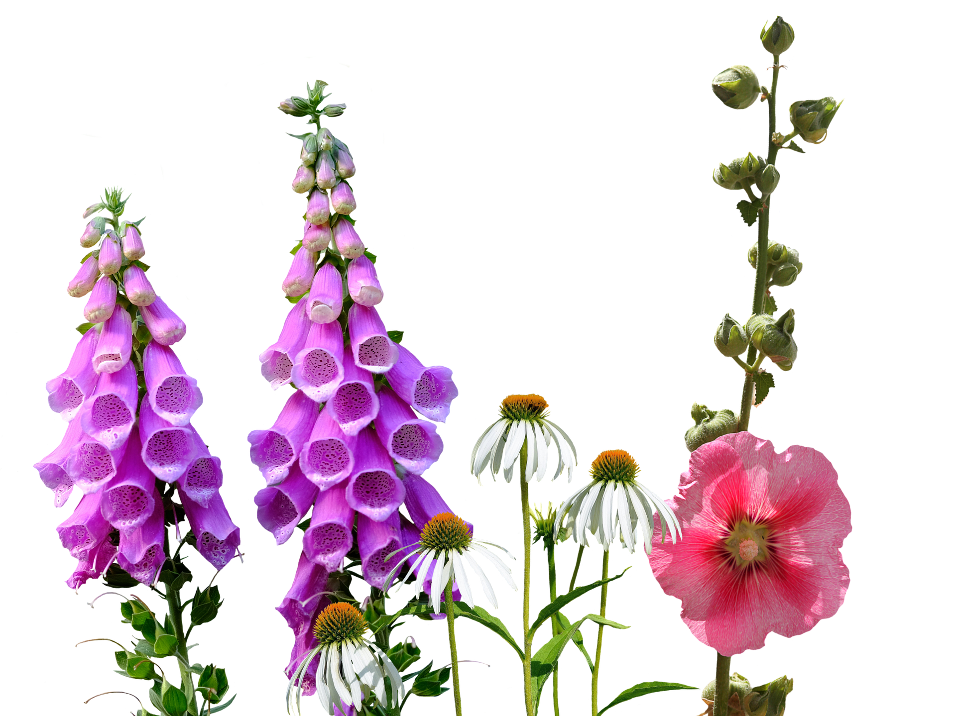 Meadow Transparent PNG Image