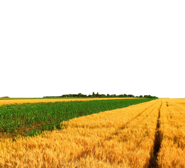 Summer Meadow Transparent PNG Image