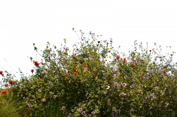Summer Meadow Transparent PNG Image