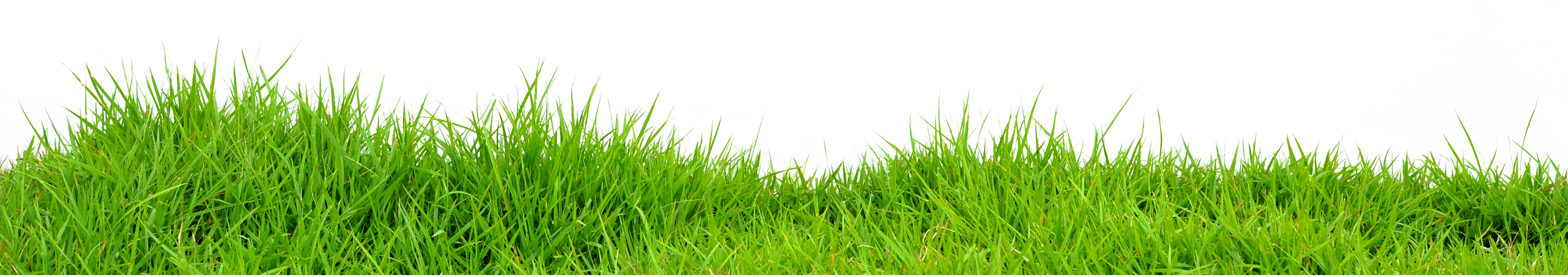 Summer Meadow Transparent PNG Image