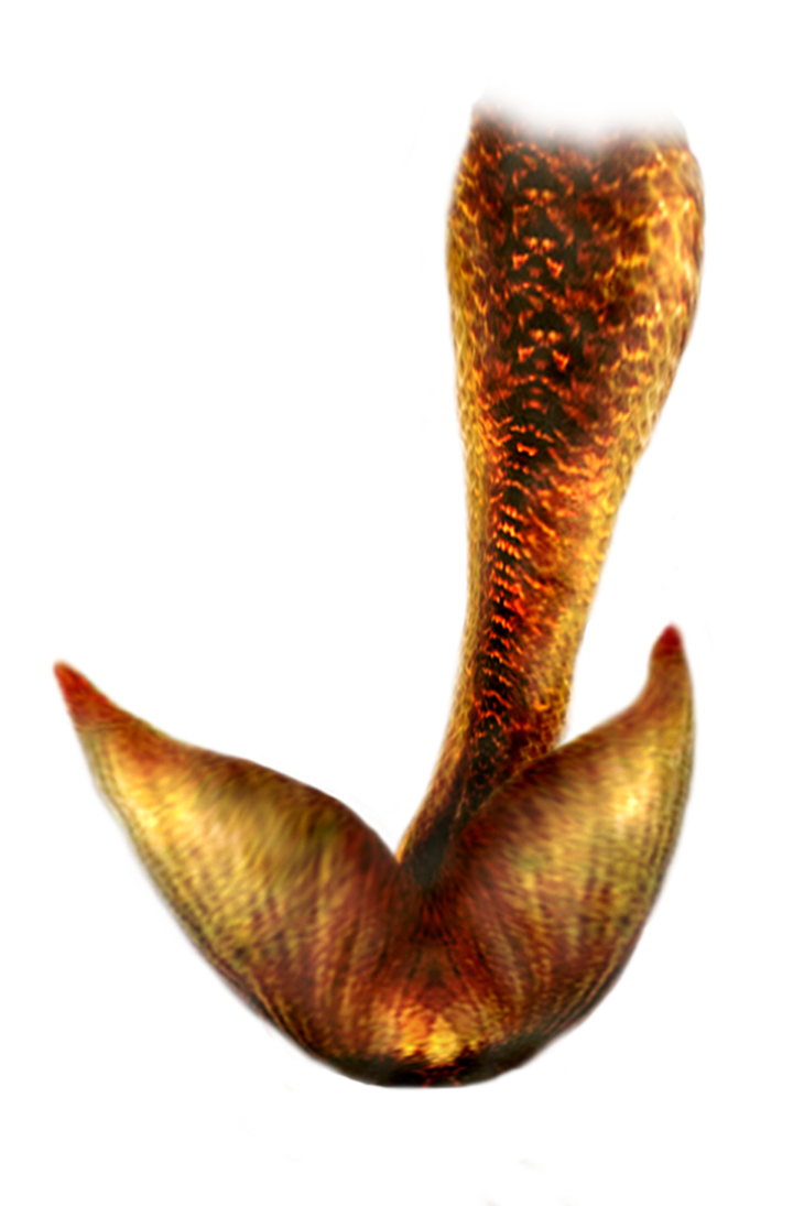 Mermaid Tail Transparent PNG Image