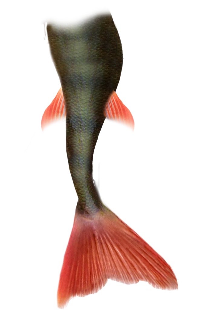 Mermaid Tail Transparent PNG Image